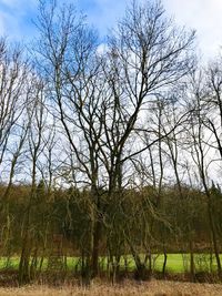Bare trees on field against sky