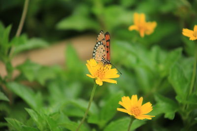 Close-up of butterfly pollinating on yellow flower