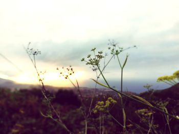 Close-up of plants against sky