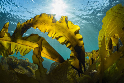 Sunlight shining down on a forest of seaweed