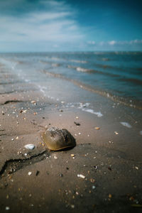 High angle view of shells on beach