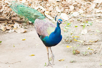 High angle view of peacock