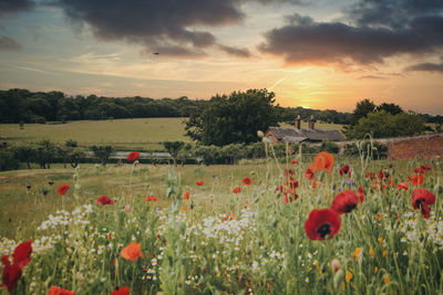 Red poppy flowers on field against sky