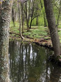 Trees by lake in forest