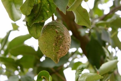 Low angle view of fruits on tree