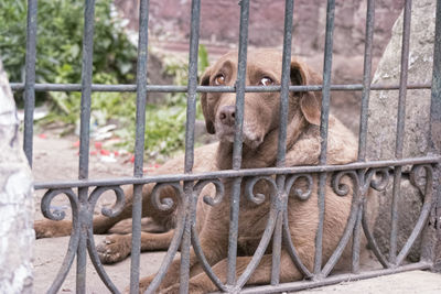 Close-up of cat in cage at zoo