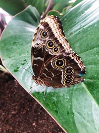 Close-up of butterfly on leaf