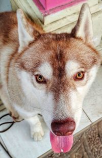 Close-up portrait of a dog