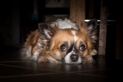 Close-up portrait of a dog at home