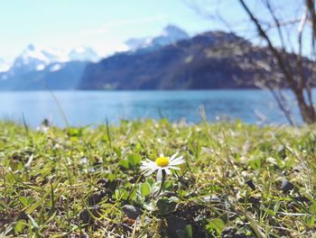 Close-up of flowers blooming in lake