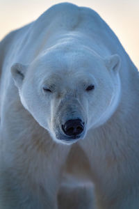 Close-up of polar bear winking on tundra