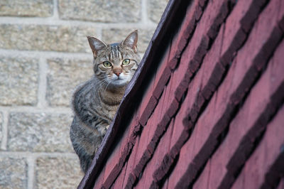 Portrait of cat relaxing outdoors