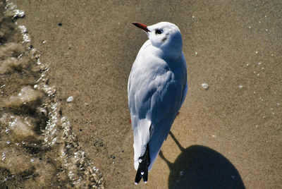 High angle view of seagull on sand