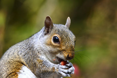 Close-up of squirrel eating outdoors