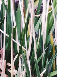 Full frame shot of succulent plants