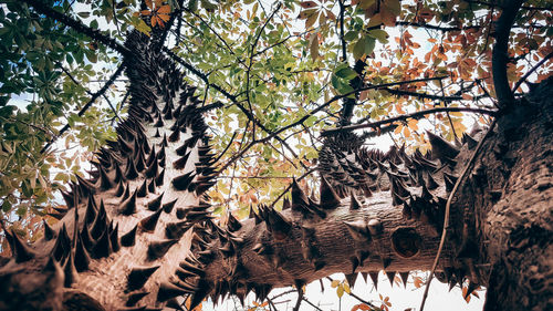 Low angle view of a tree