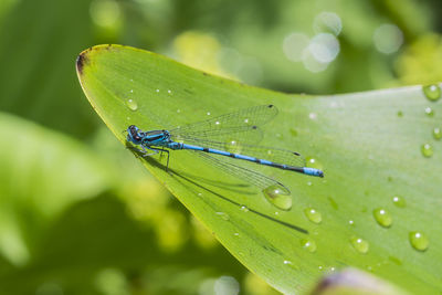 Close-up of raindrops on leaf