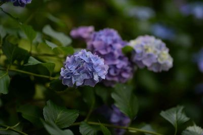 Close-up of purple flowering plant
