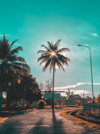 Street by palm trees against sky in city