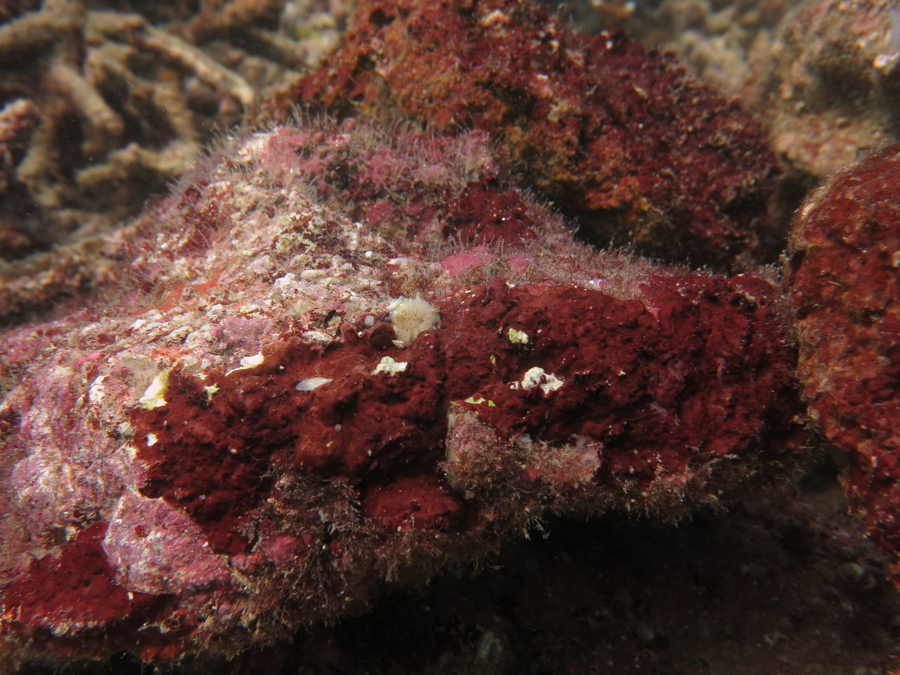 CLOSE-UP OF DEAD FISH IN SEA