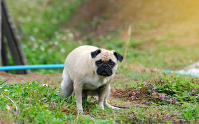 Portrait of dog on field