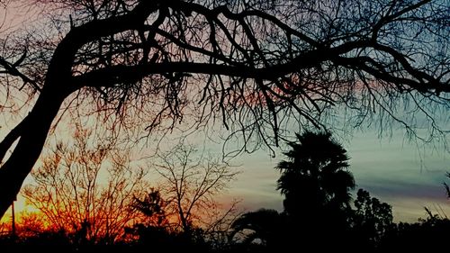 Silhouette of bare tree at sunset