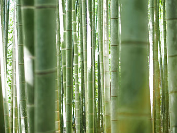 Full frame shot of bamboo plants