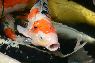 Close-up of koi fish in water