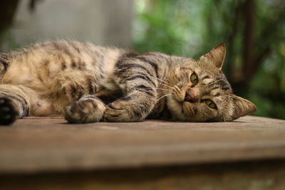 Close-up of a sleeping cat