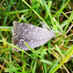 Close-up of insect on plant in field