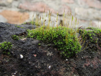 Plants growing on field