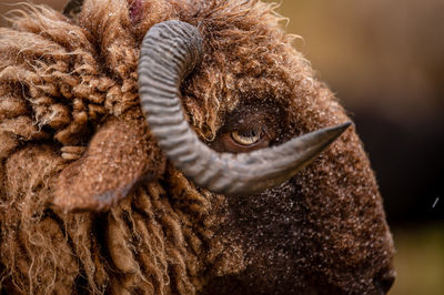 Close-up of horse