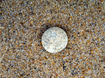 Directly above shot of seashell on beach