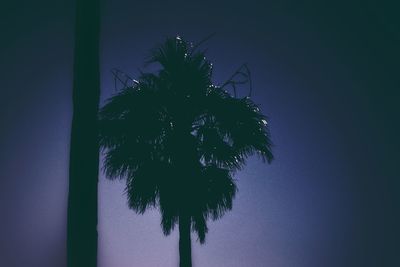 Low angle view of trees against sky