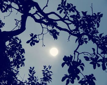 Low angle view of silhouette tree against sky