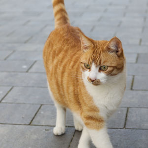 Portrait of ginger cat on footpath