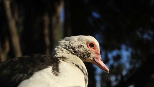 Close-up of a bird looking away
