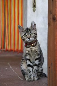 Portrait of cat sitting outdoors