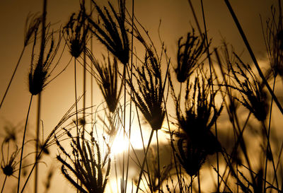 Close-up of wheat growing on field against sky during sunset