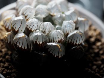 High angle view of shells
