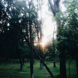 Sun shining through trees