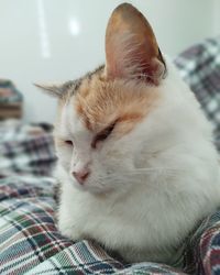 Close-up of cat sleeping on bed at home