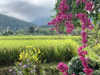 Close-up of pink flowering plants on field against sky