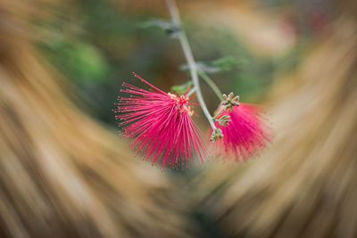 Close-up of pink flower