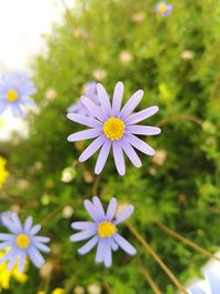 Close-up of white daisy flowers