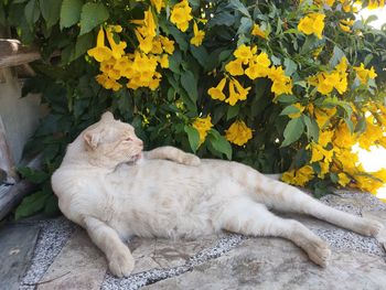 Cat resting on yellow flower