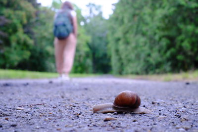 Close-up of man walking on plant