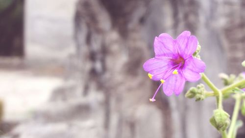 Close-up of pink flower blooming outdoors