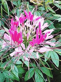 Close-up of pink flowering plant