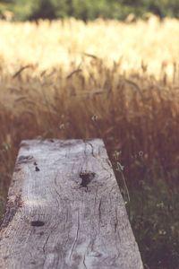 Close-up of tree stump on field